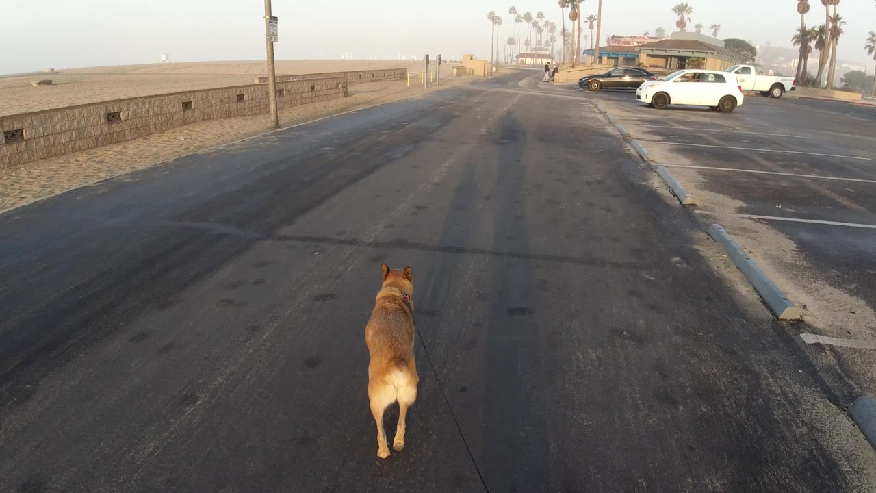 A tan dog walks away from the camera on an asphalt street beside a sandy beach wall in Huntington Beach, California, with parked cars and no visible people.