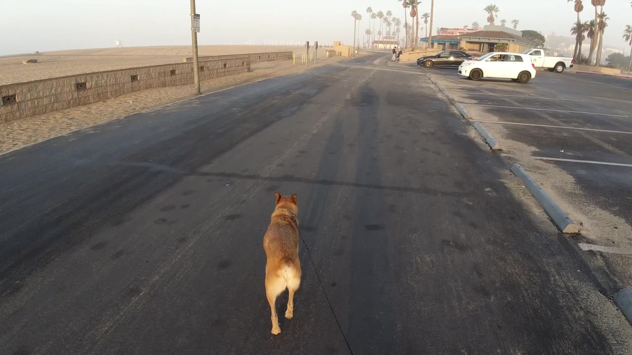 Dog centered on beach-adjacent asphalt road