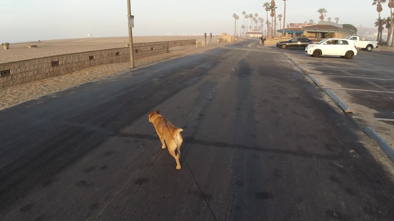 A tan dog veers across the open asphalt toward the sandy side of the road in Huntington Beach, California, with a low wall, parked cars, palms, and no visible people.
