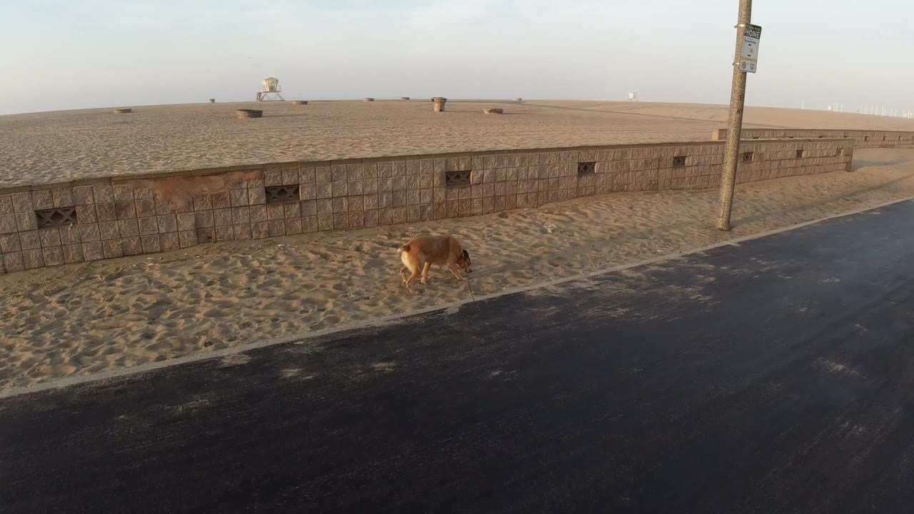 Brown dog lowers its head near the sand along a paved road in Huntington Beach, California, with a utility pole and low fence behind it and no visible people.