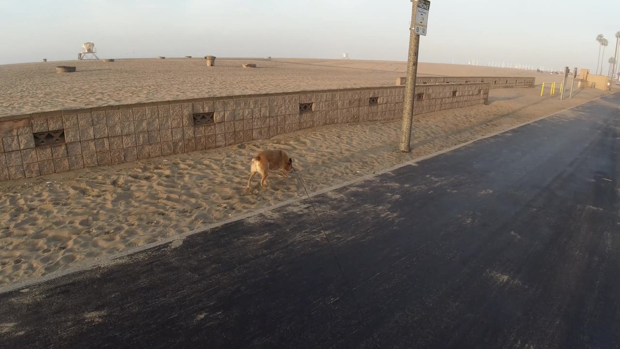 Brown dog appears farther right along the sandy roadside in Huntington Beach, California, with the paved road opening into the distance and no visible people.