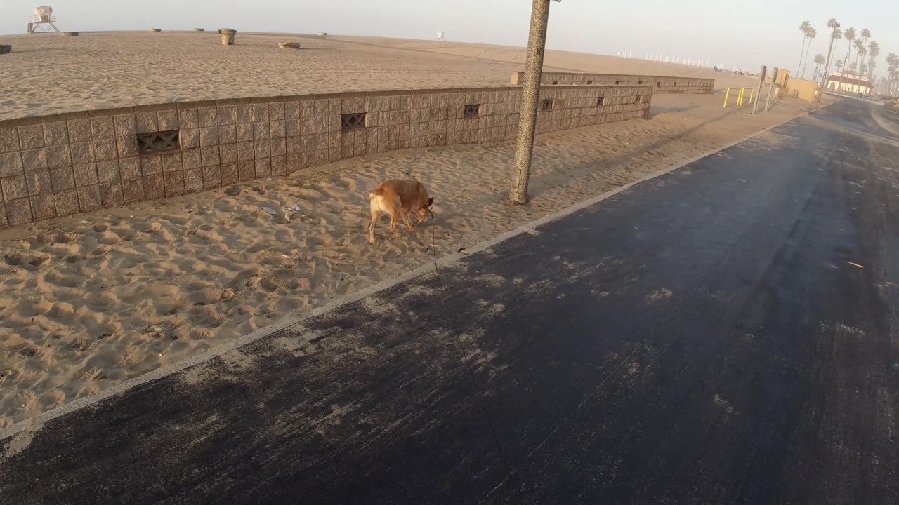 Brown dog moves near the lower edge of the frame beside a low fence and paved road in Huntington Beach, California, with no visible people.