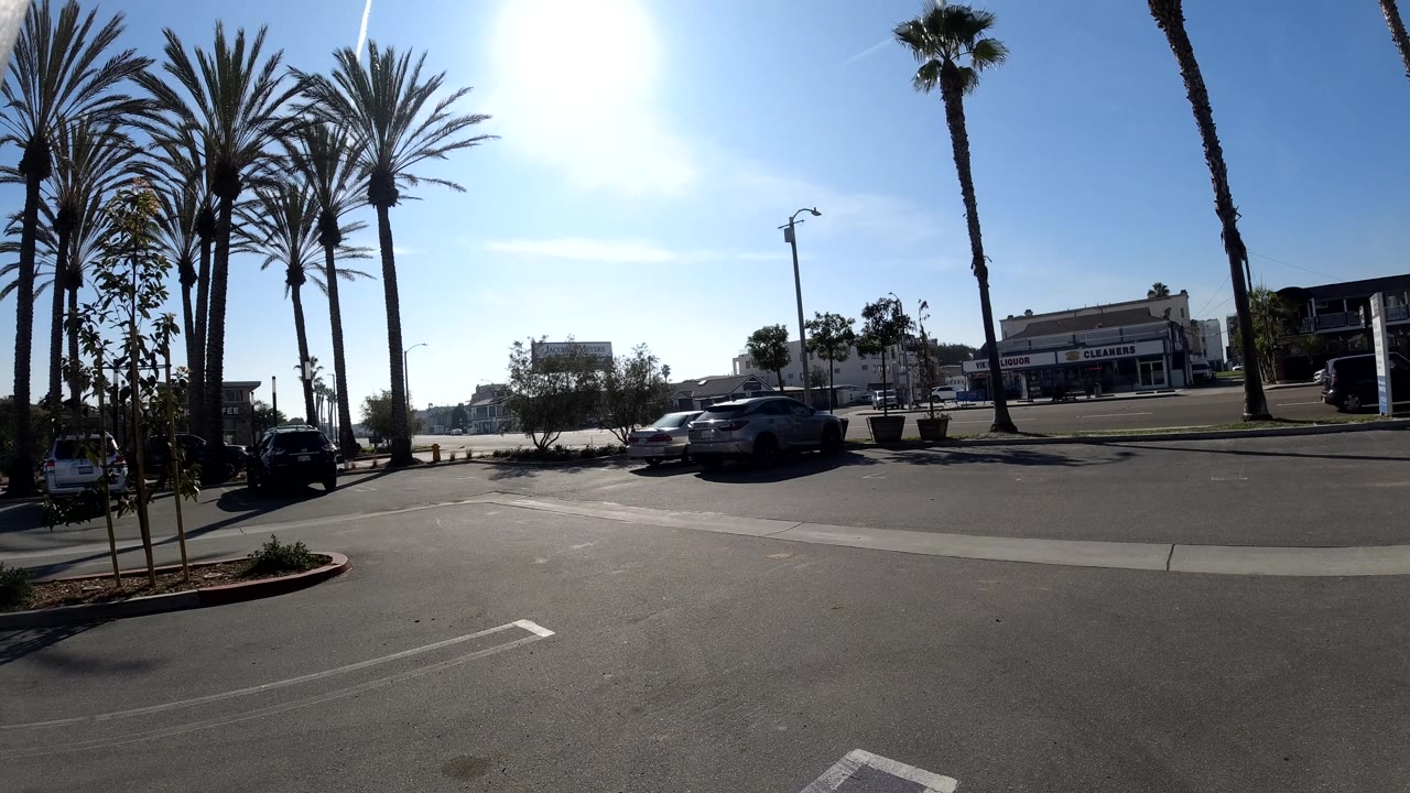 Palm trees beside a sunny city street with cars and commercial buildings.