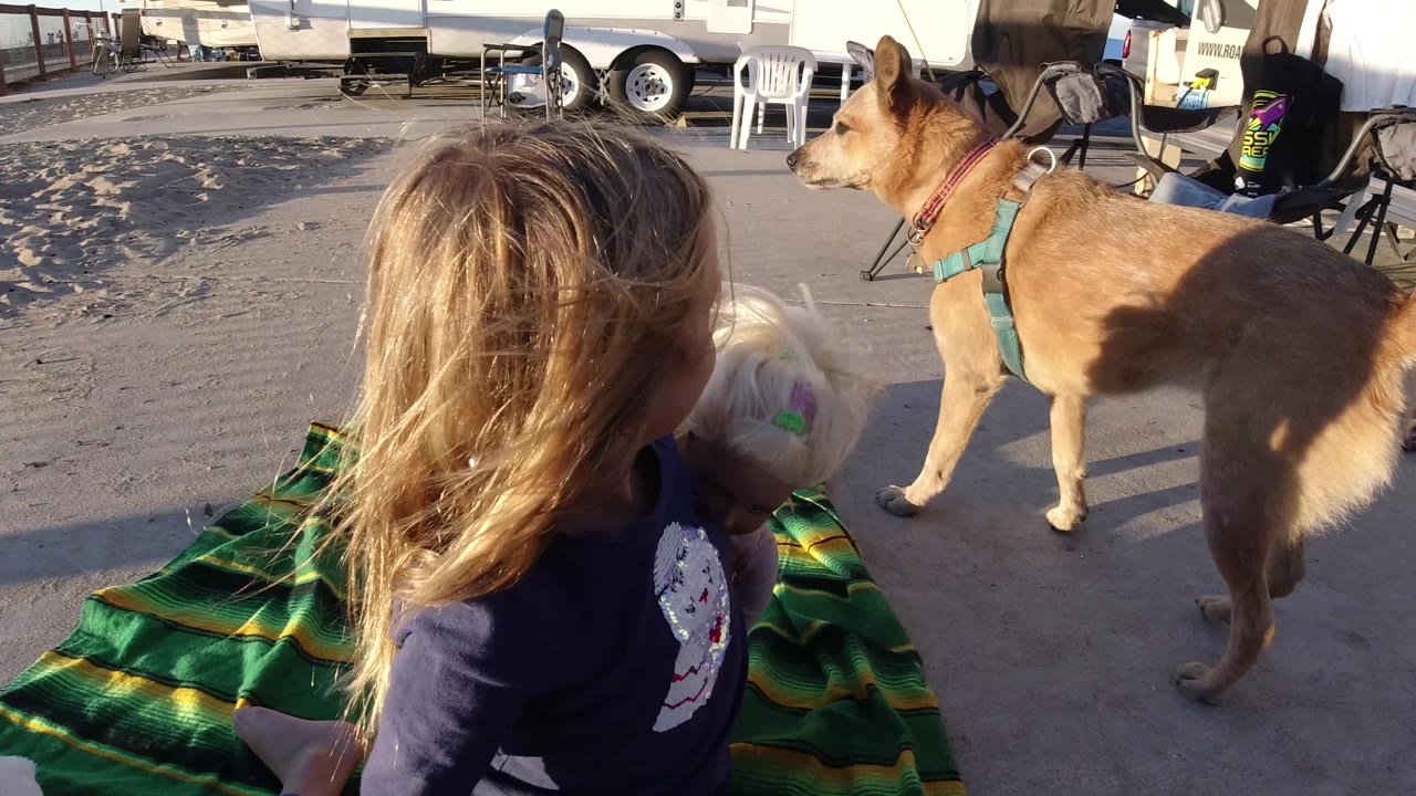 Tan dog walks into view near the girl holding a small dog by the trailers.