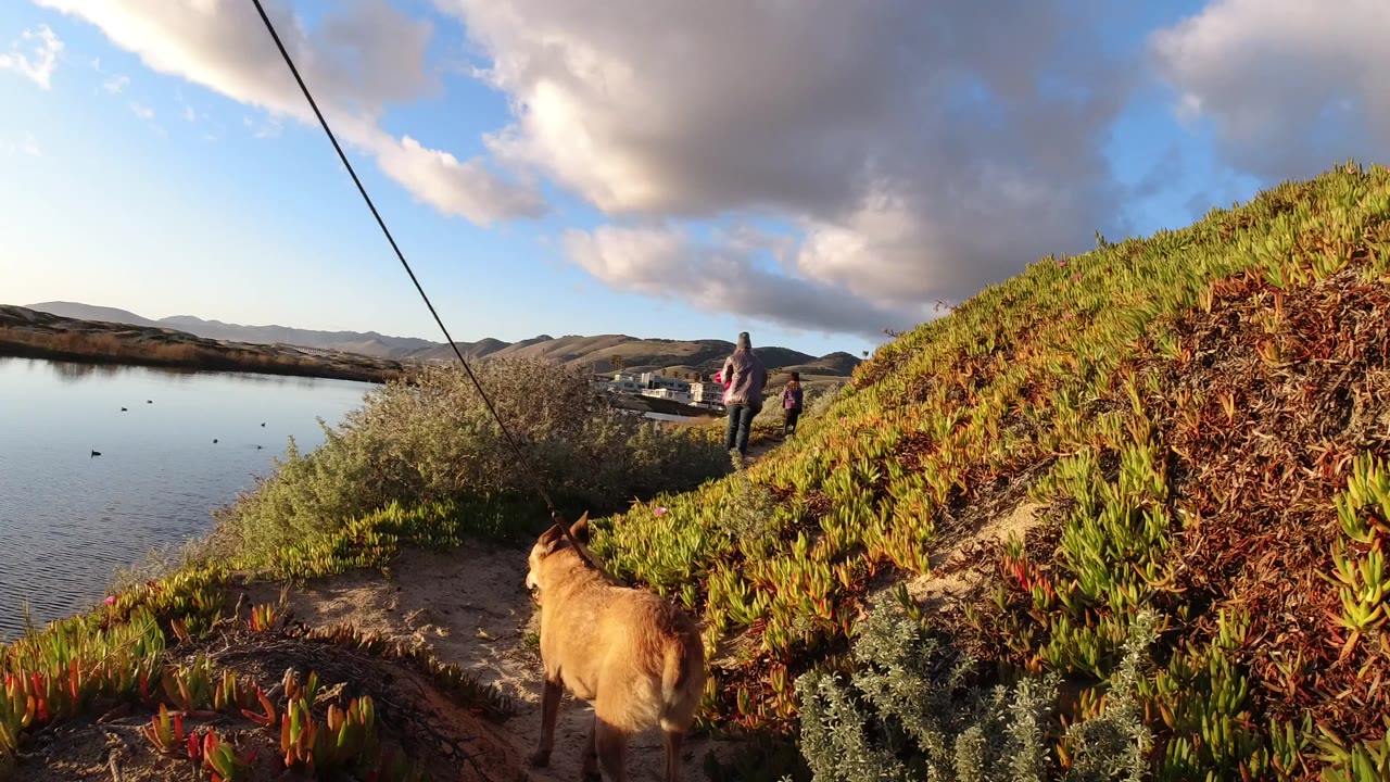 At Pismo Beach, a tan dog stands in the foreground on a sandy path while distant people are visible near a green slope above calm water.