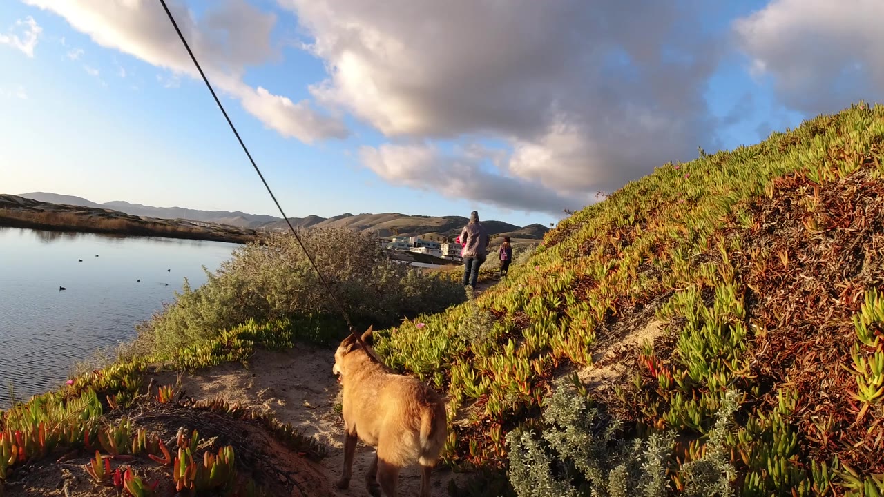 At Pismo Beach, the dog remains near the lower foreground as calm water with small birds stretches left and two people appear on the hillside path.