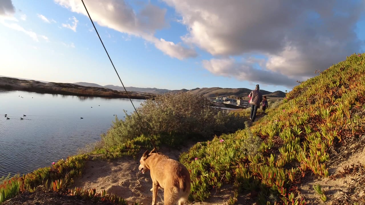 At Pismo Beach, the dog shifts farther right along the vegetation-lined path while two distant people stand above the water under large sunlit clouds.