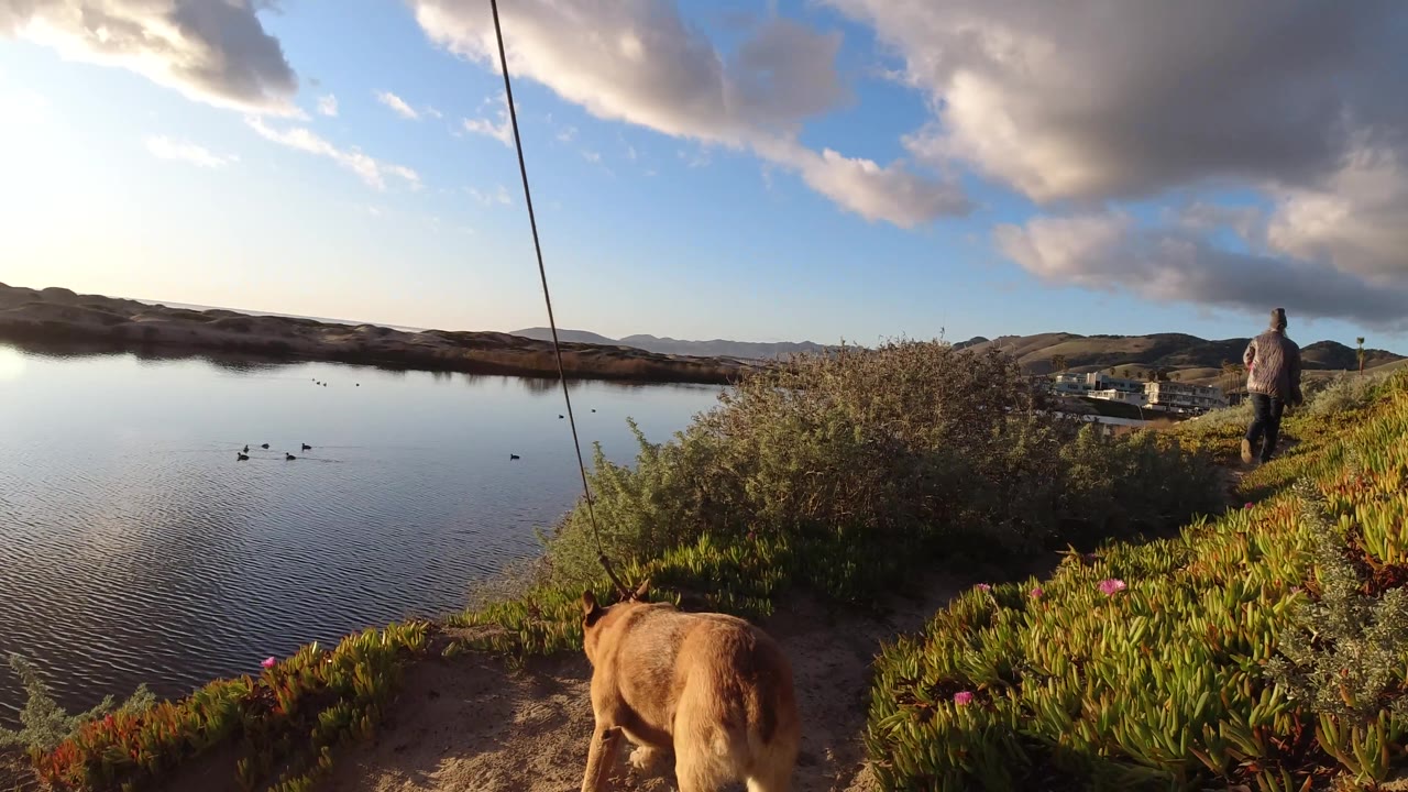 Wide view of calm water, hillside plants, dog at lower edge, and a distant person.