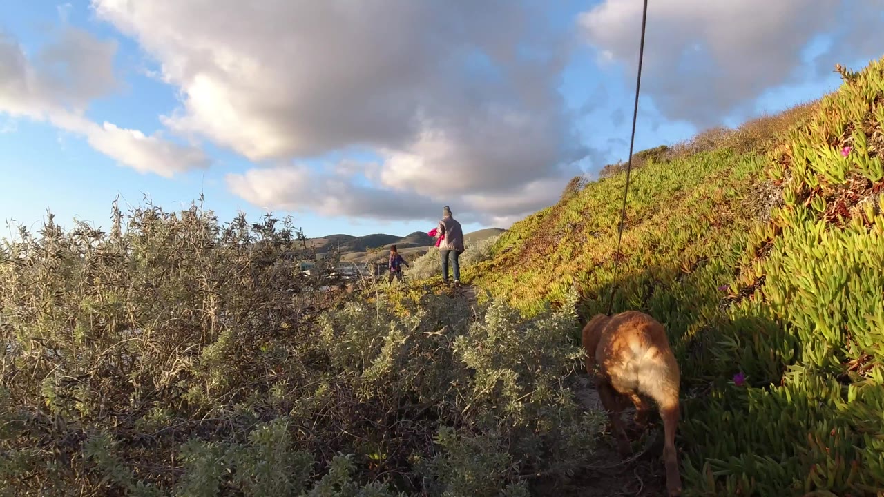 The dog is partly turned away near the plants while the woman and child remain ahead on the path beside the Pismo Beach waterway under broken clouds.