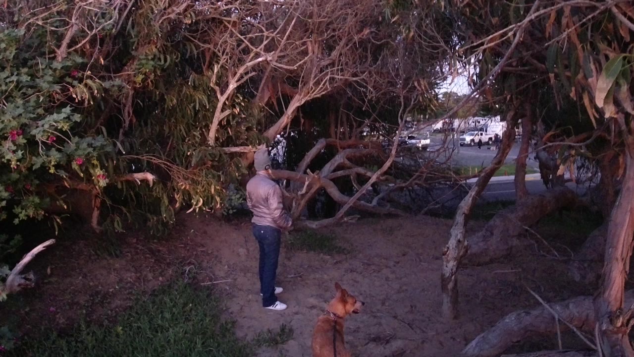 At 0:00 in Pismo Beach, California, a jacketed person stands on a dirt path beneath tangled tree branches while a large brown dog appears near the lower edge.