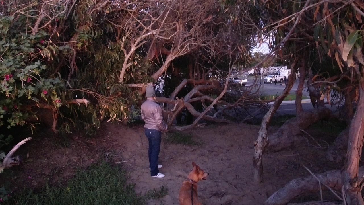 Person standing near a tree as the dog moves along the lower right edge.
