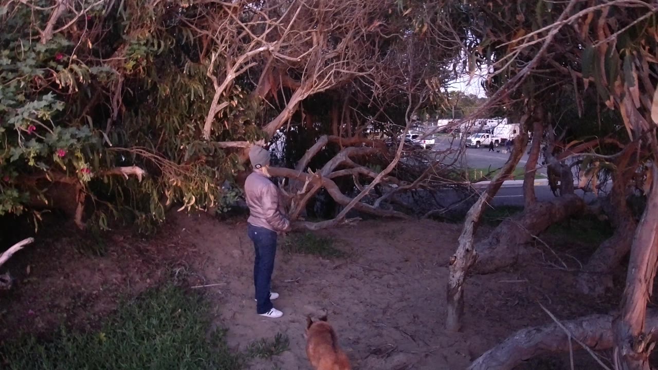 At 0:02 in Pismo Beach, California, the person stands beneath low branches as the large brown dog crosses the bottom of the frame from the right side.