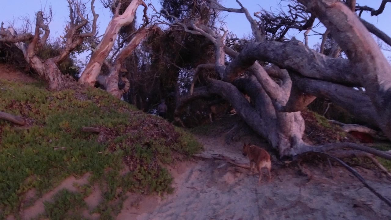 At 0:01 in Pismo Beach, the dog has moved deeper along the dirt path, with a dark leash line trailing toward the bottom edge and a heavy gray tree limb crossing overhead, no visible people.