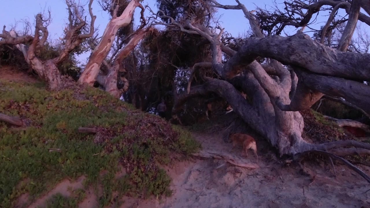 At 0:02 in Pismo Beach, the dog is partly framed by the right side of the fallen trunk, with green plants on the left bank, sandy ground below, and no visible people.
