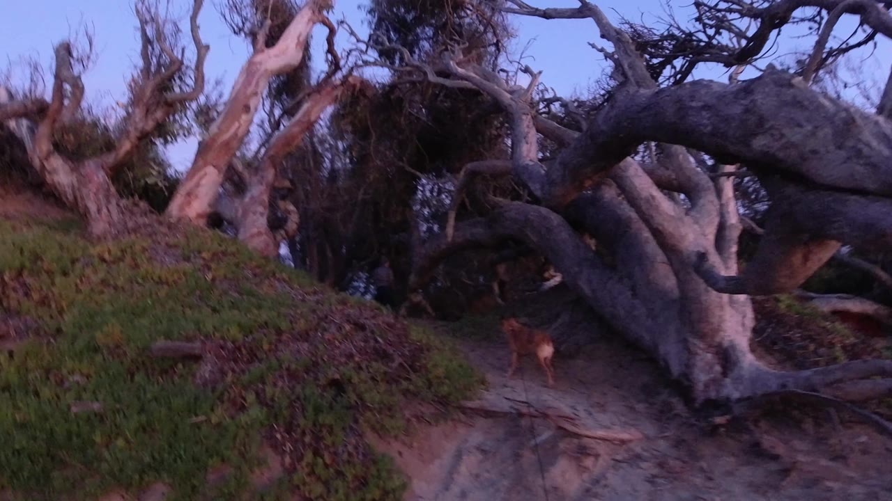 At 0:03 in Pismo Beach, the dog appears near the lower left edge while thick fallen branches arc across the center of the frame, with the path partly hidden and no visible people.