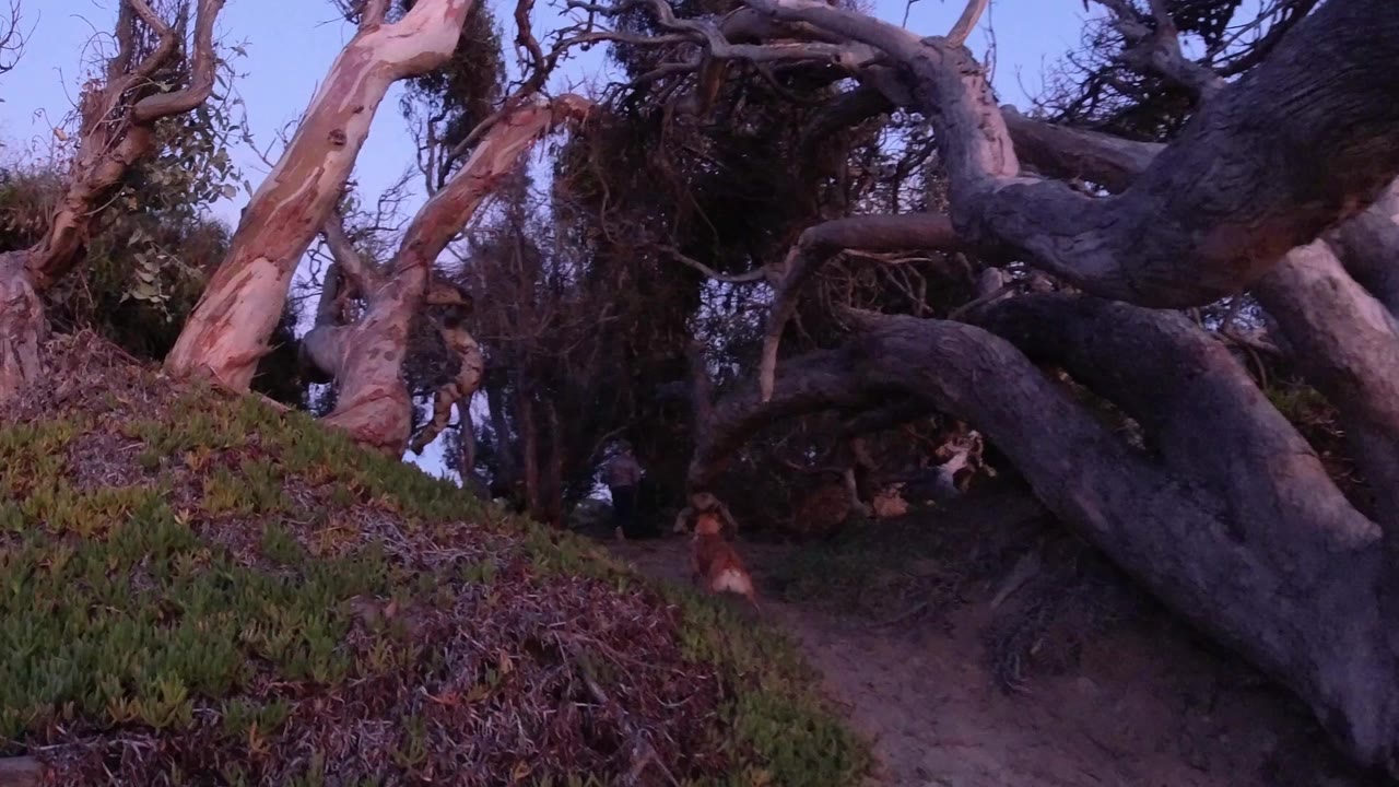 A leashed dog stands on a sandy Pismo Beach trail under large twisted tree limbs, with green groundcover and purple dusk light around the path.