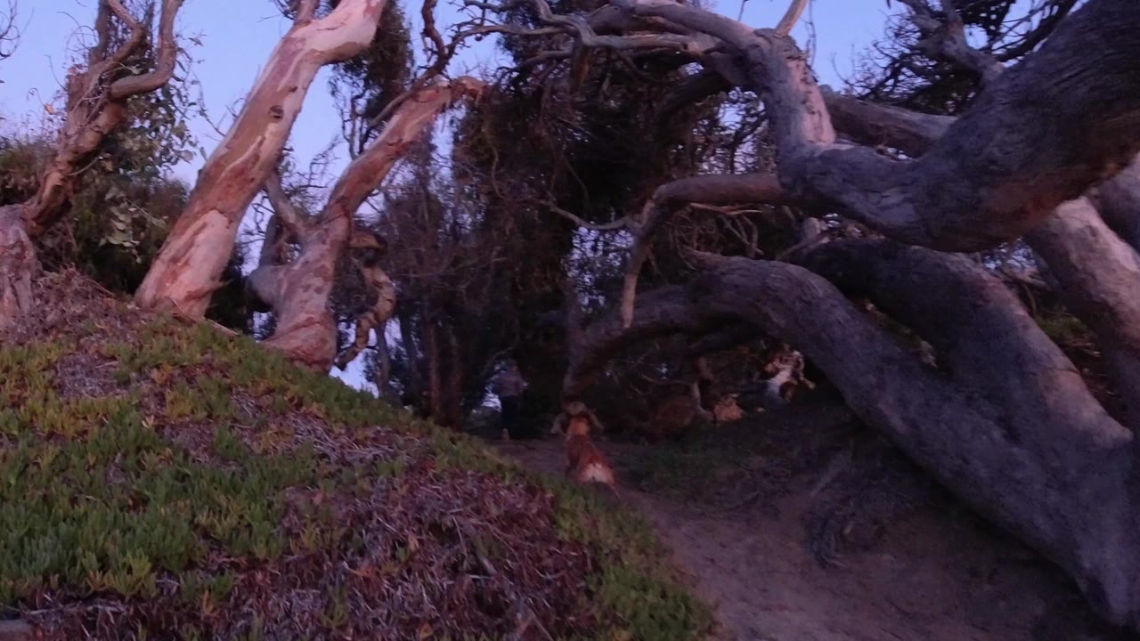The dog remains near the lower center of a Pismo Beach path, framed by exposed roots, leaning pale trunks, dark overhead branches, and low coastal plants.