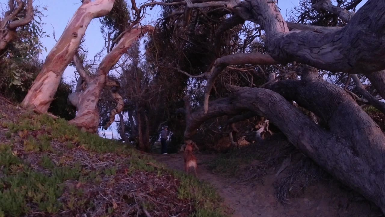 A leashed dog stands below a sweeping dark limb on a Pismo Beach trail, with brush, bare branches, pale trunks, and evening blue-purple sky in the background.