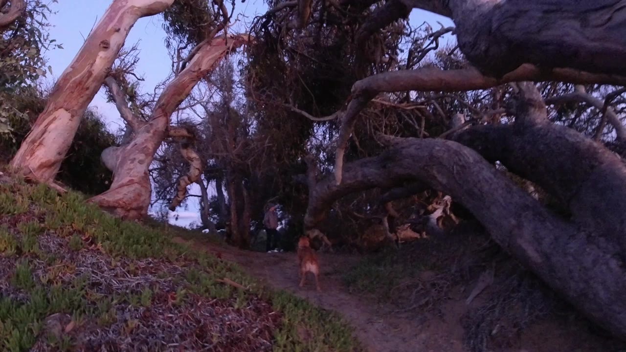 Distant person and leashed dog on a wooded trail at dusk.
