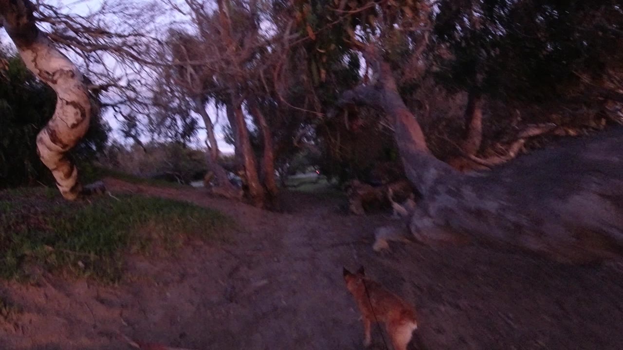 The brown animal is farther along the dirt trail in Pismo Beach, framed by leaning trunks, roots, and dim evening color, with no visible people.