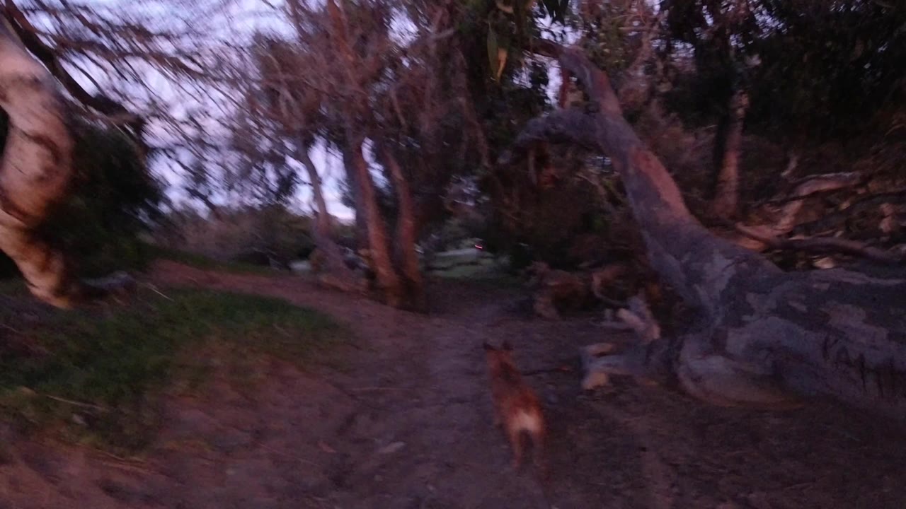 A small brown animal walks near the center-right of a shadowed Pismo Beach trail, with tangled tree roots and dense branches around it and no visible people.