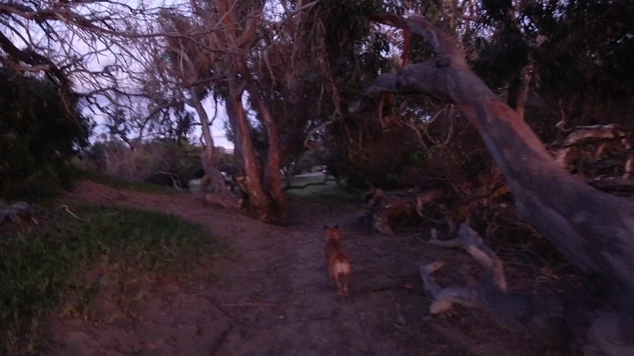 The brown animal is deeper in the Pismo Beach wooded path, passing between large leaning trunks and scattered roots, with no visible people.
