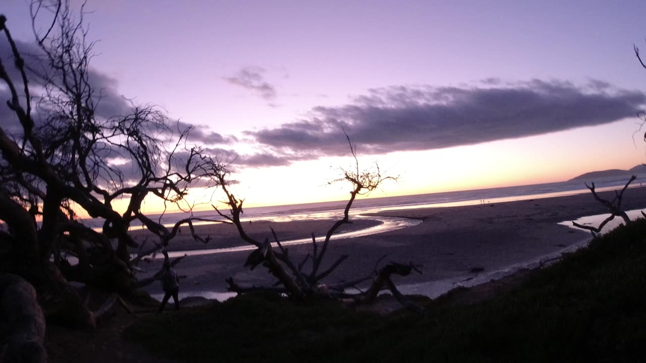 Silhouetted tree branches over a dusk beach and ocean horizon.