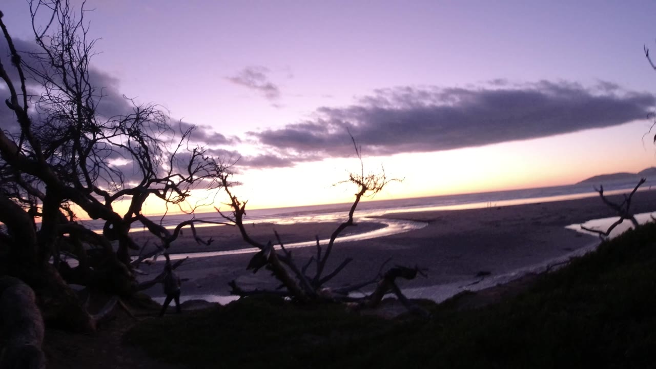 Pismo Beach view with a darker mass of twisted tree limbs at left, open wet sand across the center, a pale sunset line near the water, and no visible people.