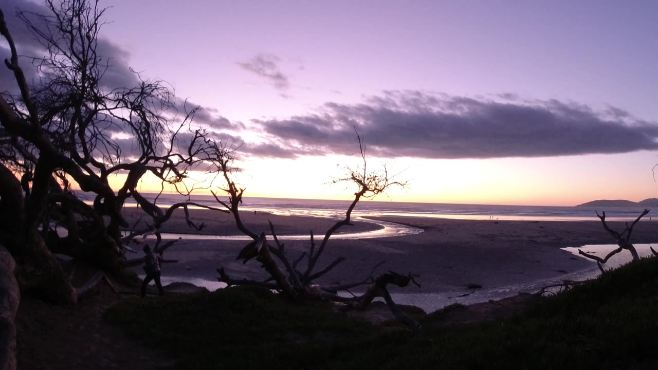 Pismo Beach coast framed by dense dark branches on the left, with reflective wet sand, a narrow water channel, a muted ocean horizon, and no visible people.