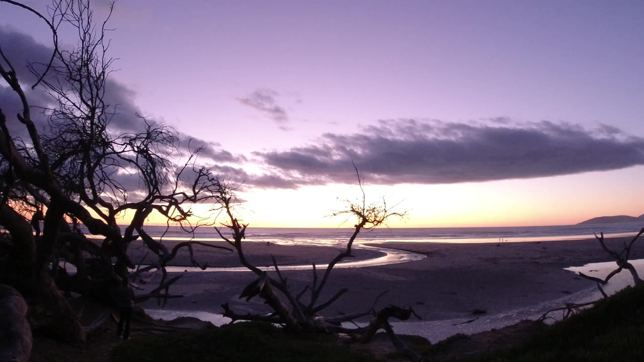 Pismo Beach at dusk with twisted dark branches across the foreground, pale water channels on the beach, a low ocean horizon, layered purple cloud, and no visible people.