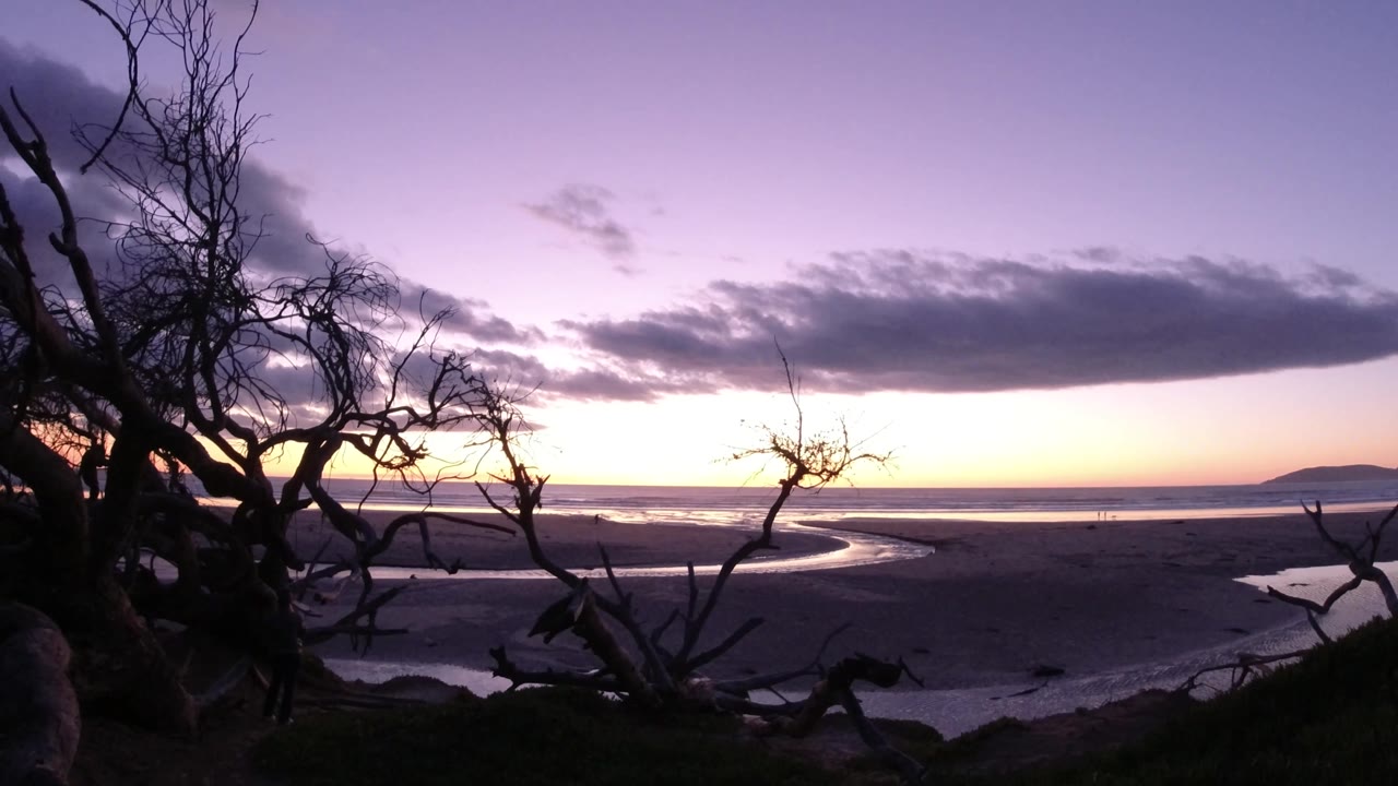 Wide Pismo Beach sunset frame with bare tree shapes on both sides, a bright curved stream through dark sand, a muted ocean line, purple sky, and no visible people.