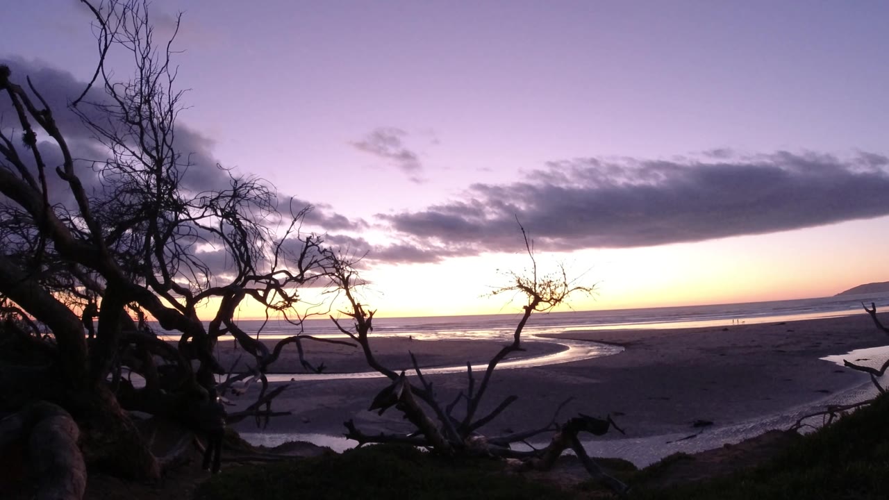 Pismo Beach sunset with a dense cluster of black tree limbs in the left foreground, reflective water cutting through the beach, a long cloud band, and no visible people.