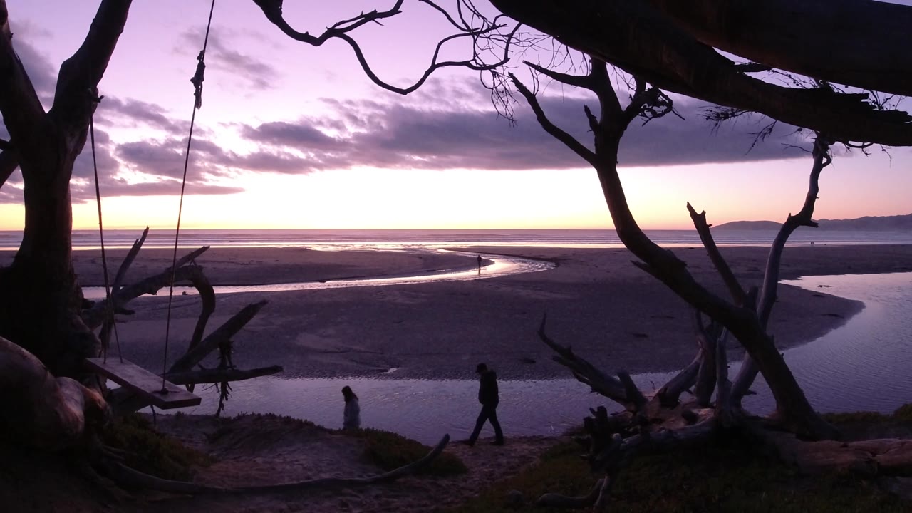 Pismo Beach shoreline framed by black tree branches and a thick trunk, with a small silhouetted person on the lower path and bright dusk light across the ocean horizon.