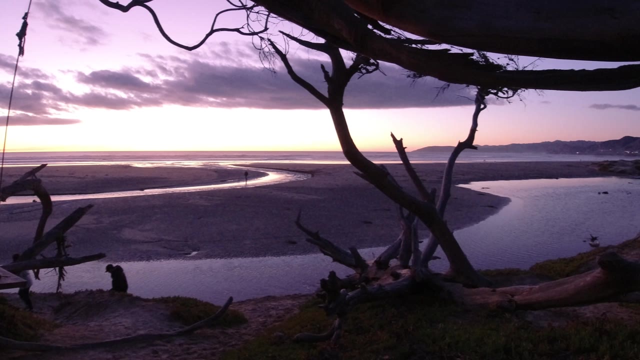Pismo Beach dawn frame with a broad sand flat, reflective tidal water, dark tree trunks and branches crossing the view, distant coastal hills, and no visible people.
