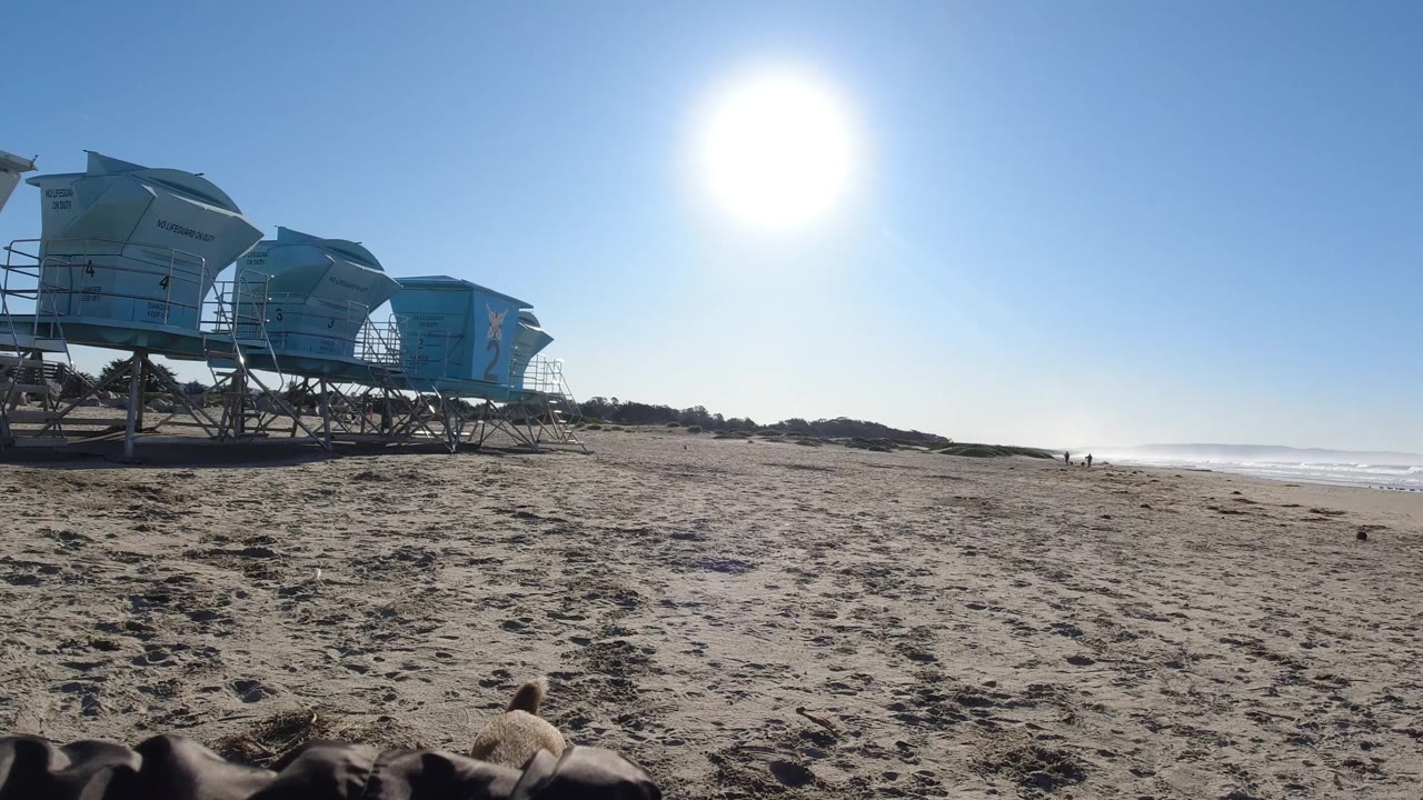 At Pismo Beach, the low view keeps the dog ears in the foreground as lifeguard towers extend across the left side under a bright sun, with no recognizable people visible.