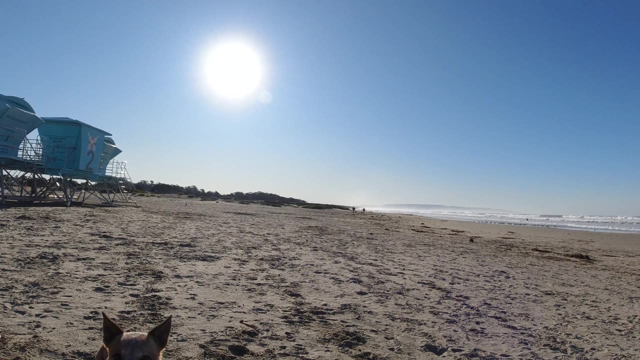 At Pismo Beach, a dog is partly visible along the lower edge while lifeguard towers sit to the left and the bright sun hangs above the open beach, with no recognizable people visible.