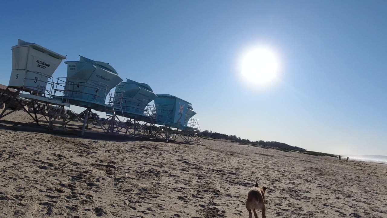 Dog on sand beneath a tilted view of lifeguard towers and bright sun.