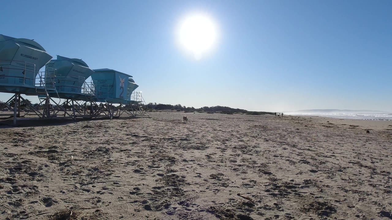 Wide Pismo Beach shot with the dog farther across the open sand, blue beach structures at left, ocean haze at right, and no visible people.