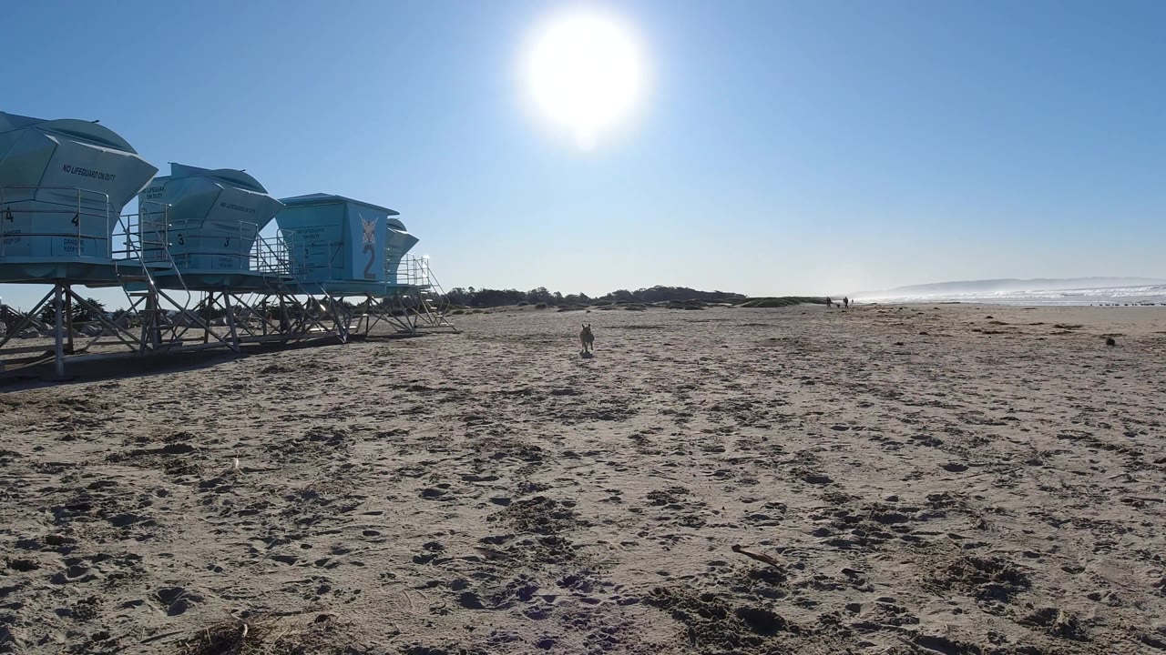 Dog on open sand with blue raised structures and surf behind it.