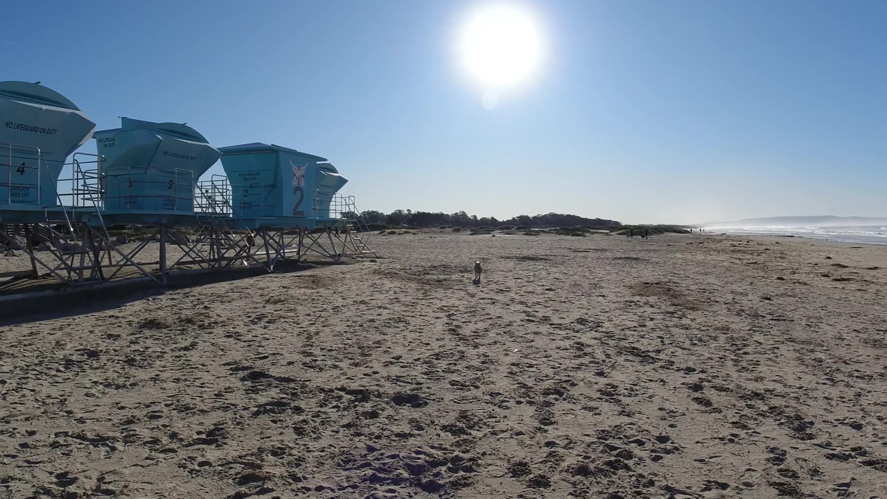 At Pismo Beach, a small tan dog is visible on the sand below the bright sun, with blue lifeguard towers to the left, surf to the right, and no visible people.
