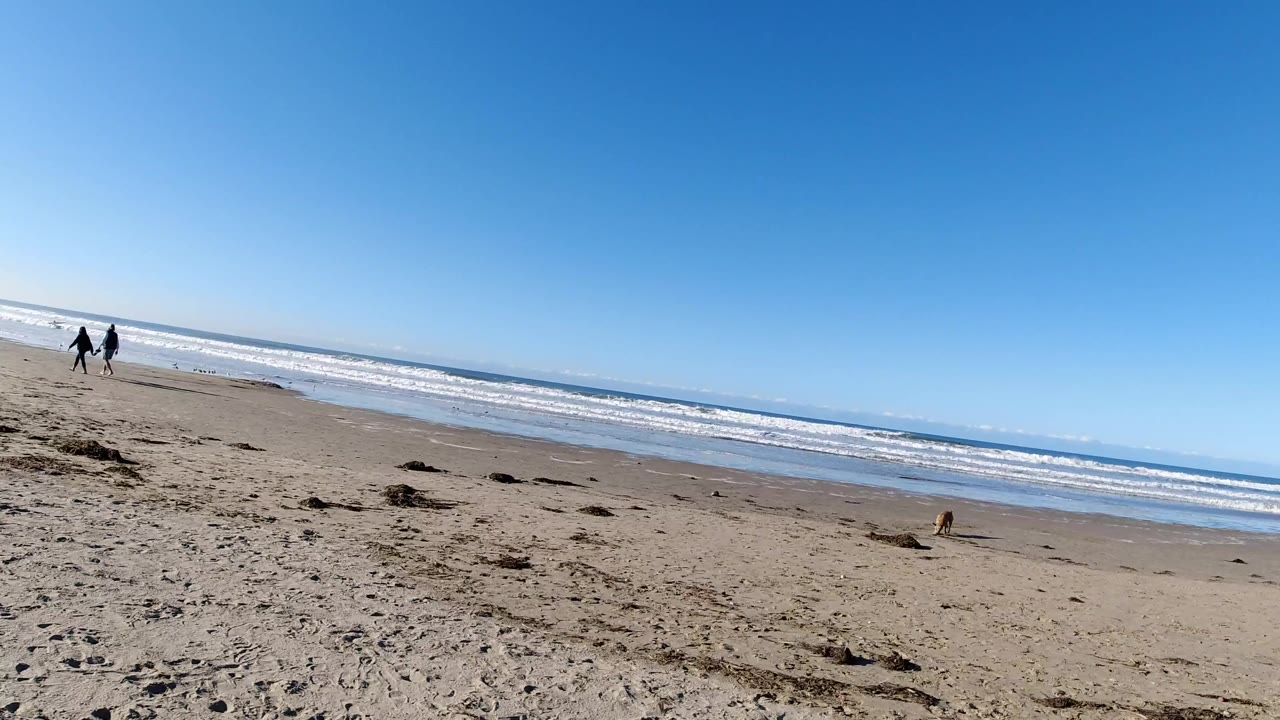 Wide Pismo Beach frame with a tan dog in the midground on sandy beach, two people walking at the left near the waterline, white surf, and a tilted blue horizon.