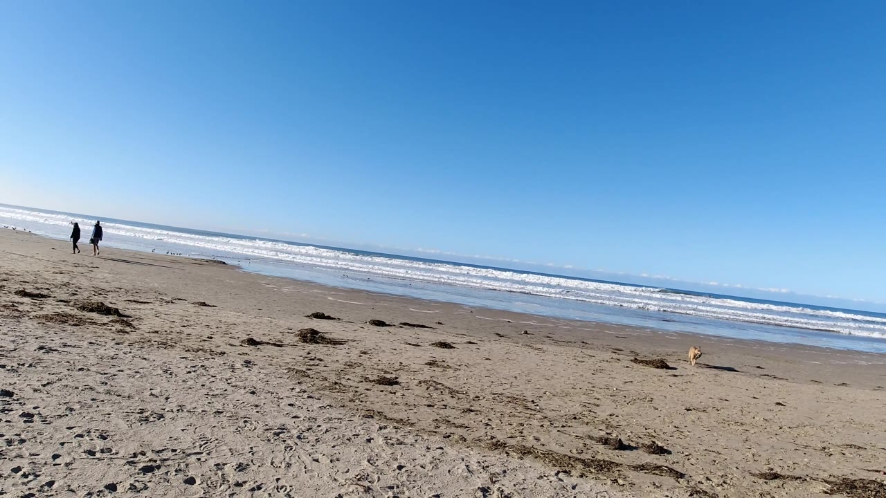 Wide Pismo Beach shoreline frame with two people closer to the upper left, the dog on the right side of the sand, foamy ocean bands, and a slanted horizon.