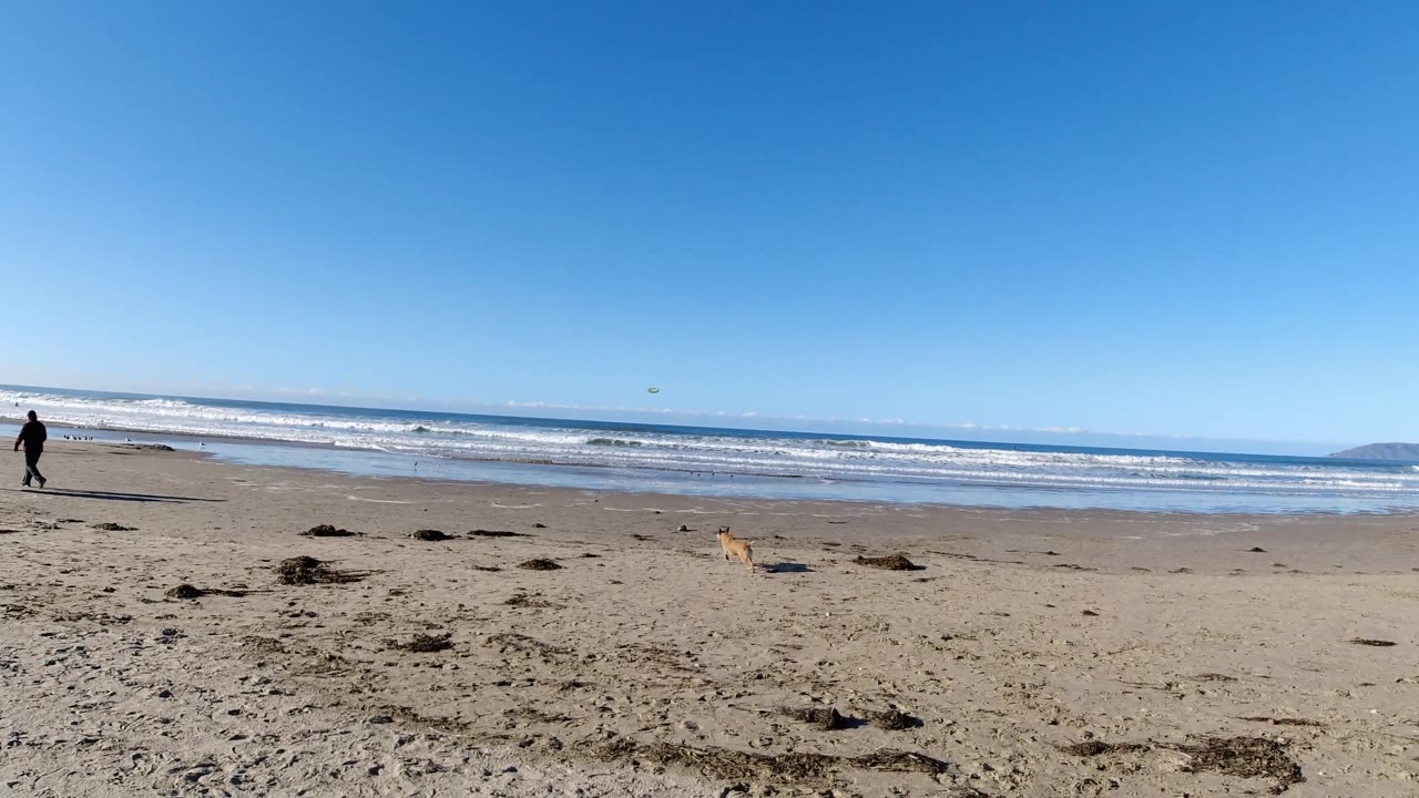 Wide sandy beach with surf, one distant person, and a small dog running near the waterline.