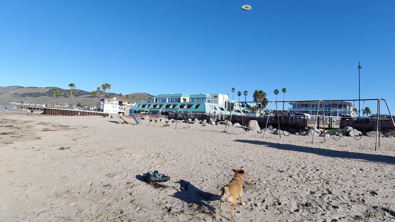Small dog on the sand facing a frisbee with beach buildings, swings, and hills behind.