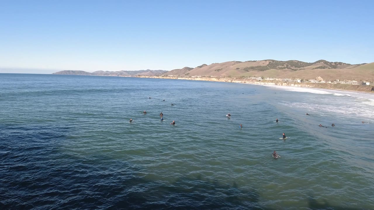 Aerial ocean scene with scattered floating animals and beach surf in the distance.