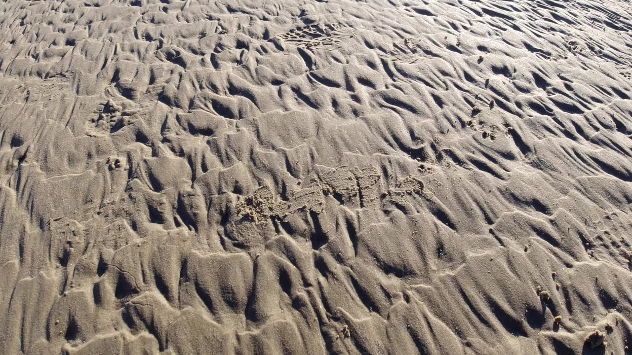 Close aerial-looking view of rippled tan sand at Pismo Beach, California, with shallow grooves, small clumps, side light, and no visible people.