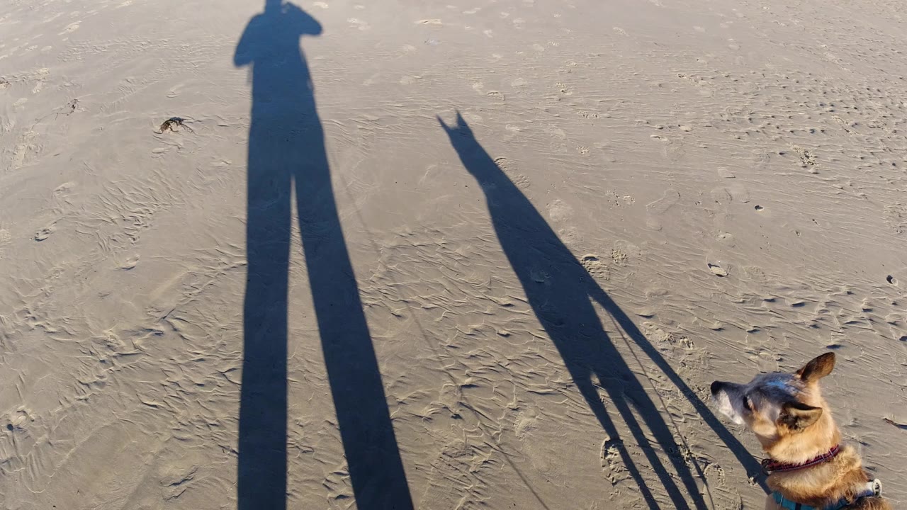 At Pismo Beach, long shadows of a person and dog stretch over textured wet sand while the dog's head and shoulders appear near the lower edge.