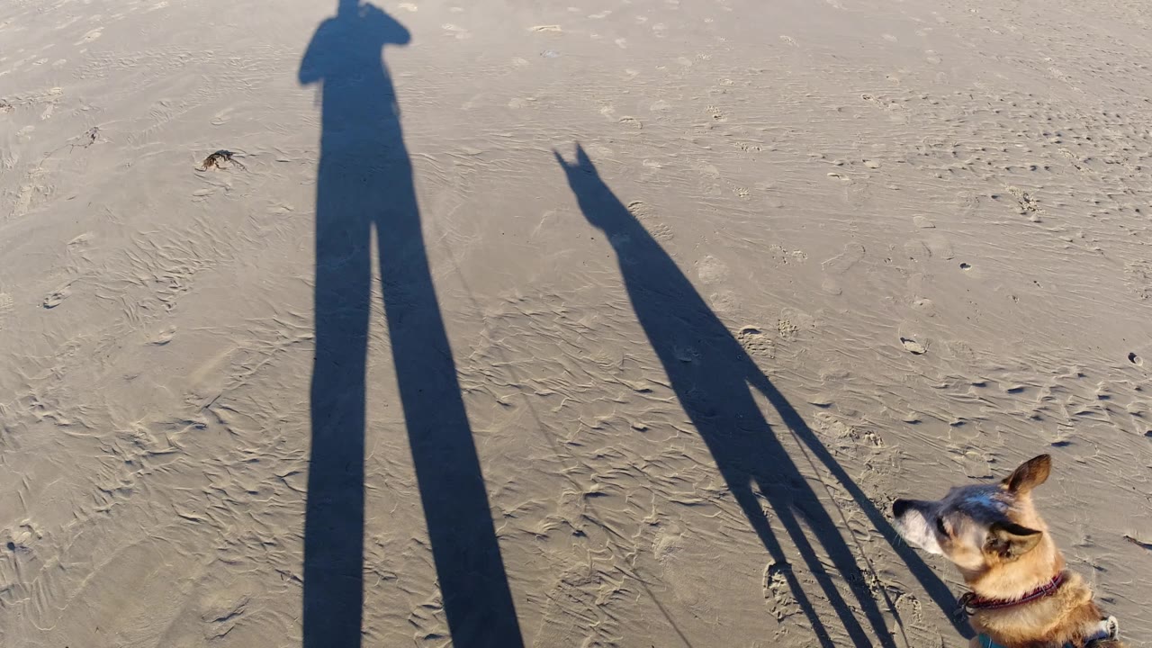 Dog near the bottom edge with long owner and dog shadows across sand.