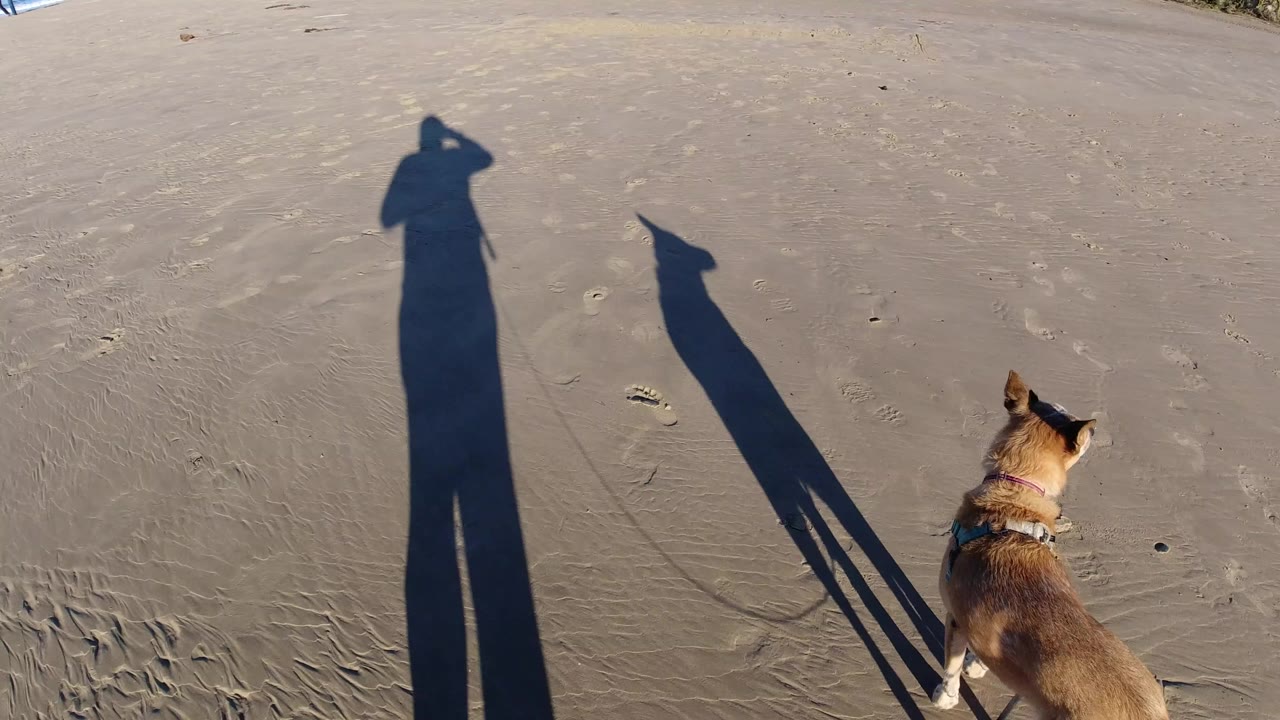 At Pismo Beach, a tan-and-white dog walks on rippled wet sand while long shadows of the dog and owner fall across the frame, with no visible people.