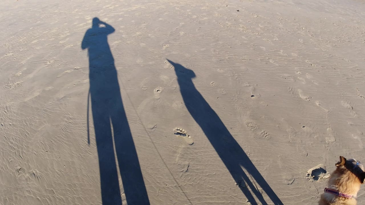 At Pismo Beach, the dog is partly cropped on the right while its shadow and the owner's tall shadow dominate the damp sand, with no visible people.